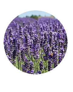 Screen shot 2021-01-22 at 11.26.11 am