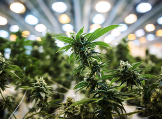 The Effects of Getting High: 7 Factors of Interaction