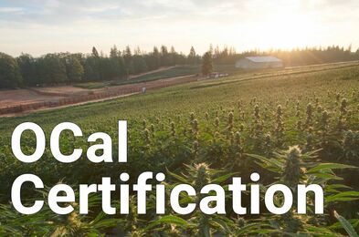 OCal Organic Cannabis Certification: Elevating Sustainability and Quality in California’s Cannabis Industry