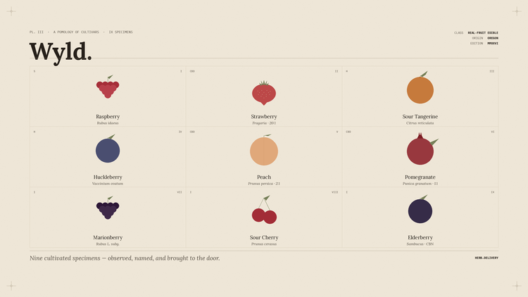 Complete Guide to Wyld Gummies in 2026: Flavors, Effects, and How They Compare